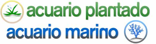 Acuario Plantado