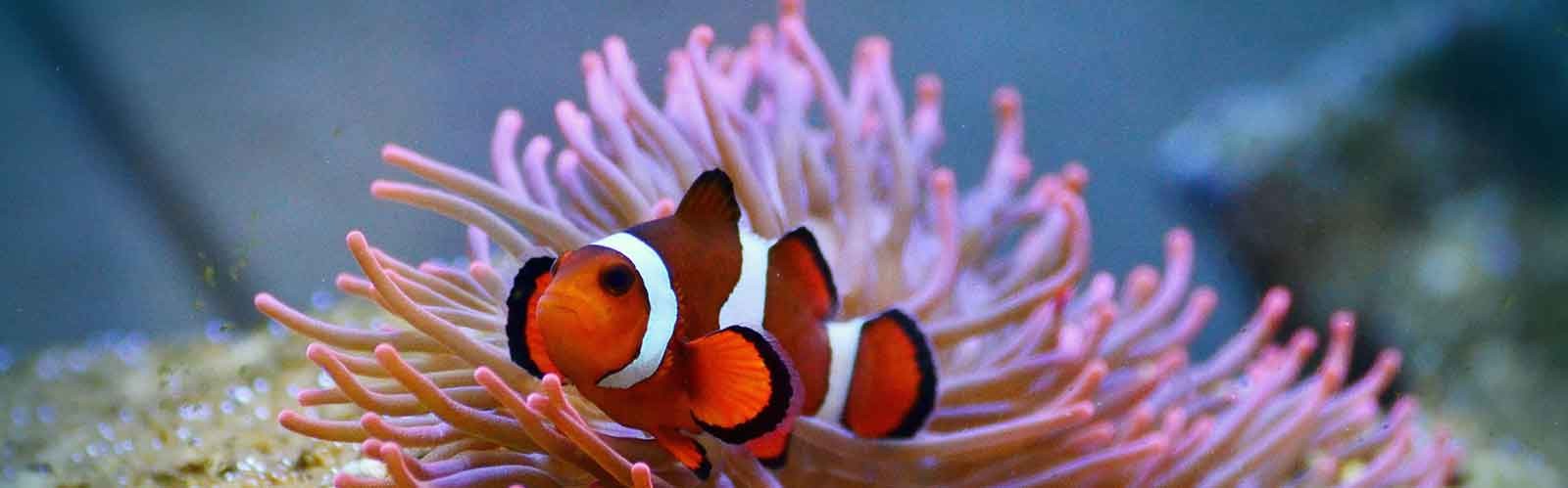 TIPOS DE ACUARIOS MARINOS