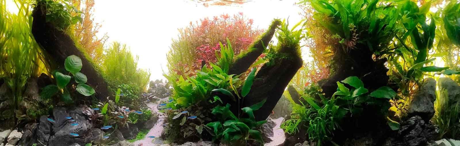 ACUARIO PLANTADO